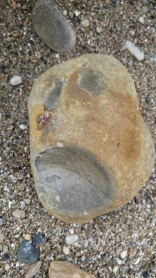 The rocks on the beach think this place is a scream!