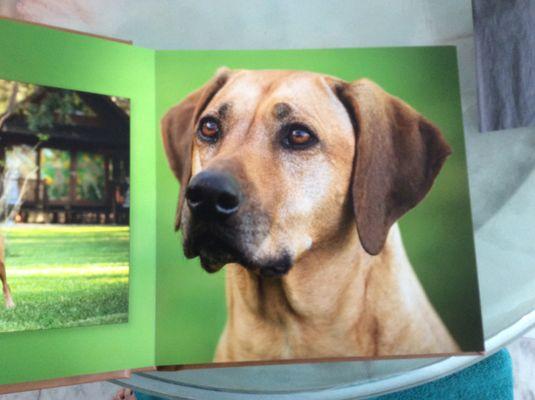 Mary Ann 10yr. old Rhodesian Ridgeback.