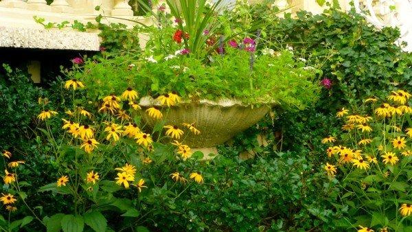 Flowers in Ceremony Garden