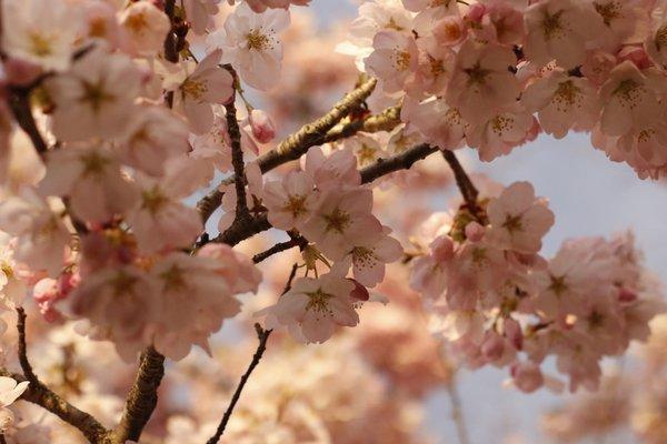 Sakura/Cherry Blossoms