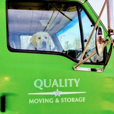 Hardworking, good-natured, takes things in stride... King is the perfect mascot for Quality Moving!