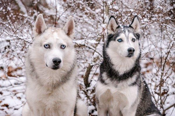 Dakoda & Koral posing in the snow