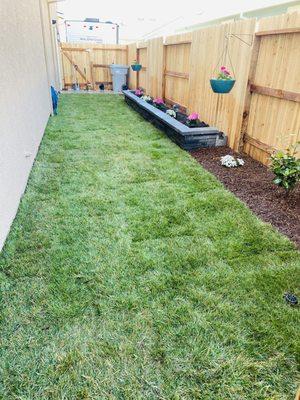 Dwarf Fescue