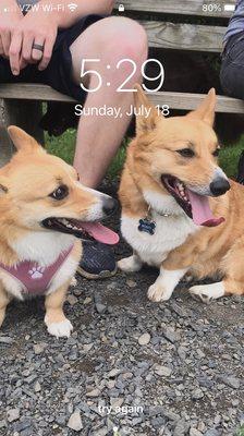 The two Corgis met