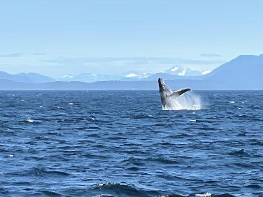 Alaska Wilderness Charters