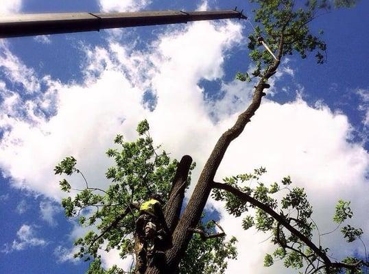 Tree Removal