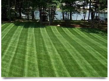 A beautiful Fescue lawn installed by Lawnmasters