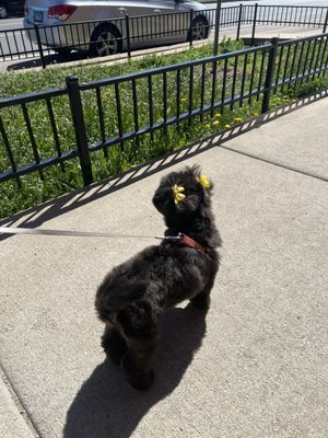 Cute yellow bows