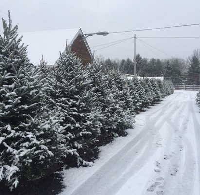 Beautiful snow-covered Christmas trees