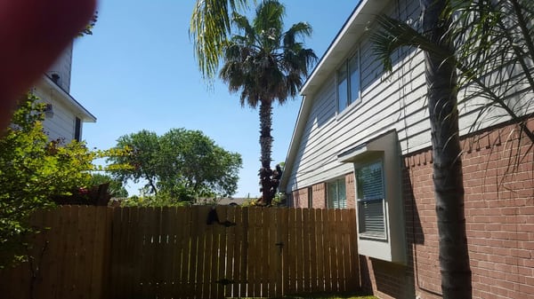 The Mexican Fan Palm before being cleaned