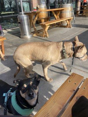 Pup friendly patio!