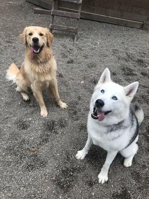 My dog playing with his friends!