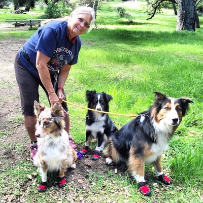 Hiking with the club friends at Placerita Nature Center.  These are my three dogs. Left to right; Jewel, Arrow and Max