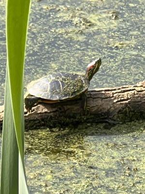 Turtle in the lake