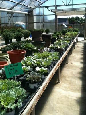 Cabbage & kale selection for Fall pots.