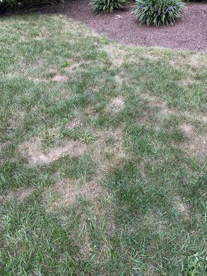 My lawn was green before the application.  This is what my lawn looked like the day after they applied herbicide.