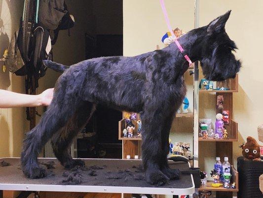 I started going here for my giant schnauzer Bruce when he was still a baby and they did a fantastic job on his ear crop.