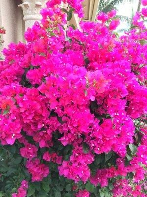 Lovely Bougainvilleas love our custom fertilizer!