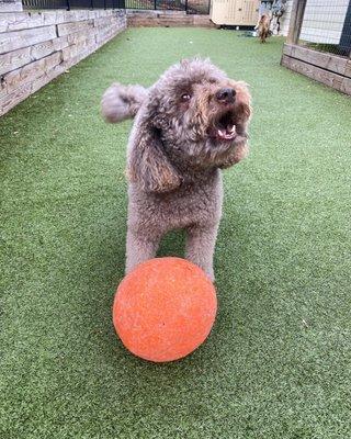 Boarding and doggie daycare