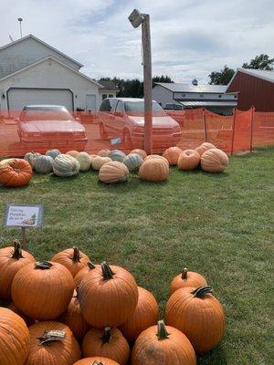 Big  pumpkins