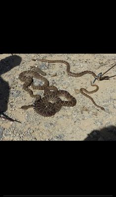 Nice little snake den underneath a nice lady's front porch in Johnson county