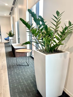 Office Plants