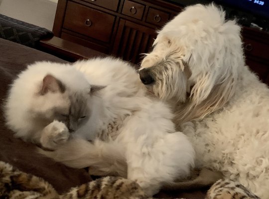 Rocco and Viggo - two of our wonderful pets. They visit Hunter Mill. Dr. Meredith Caldwell, Heather and the staff are amazing.