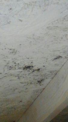 Mold in attic