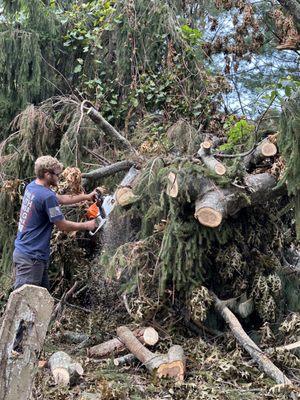 Fallen tree cleanup