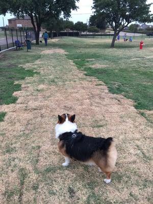 Baobao the corgi at the new Carrollton dog park!