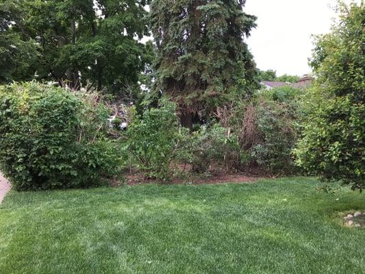 What Cutting Edge Landscaping in Palatine, IL did to our hedge and did not follow up with promised correction.