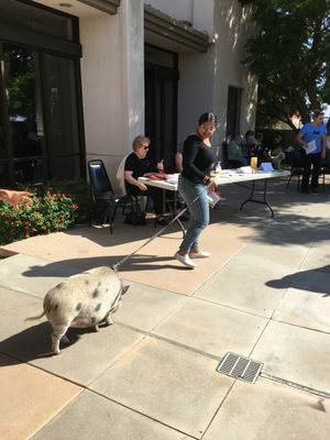 Blessing of the Animals Service