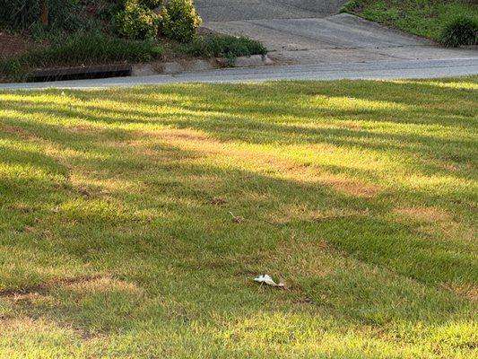 Brown patches throughout freshly laid sod.