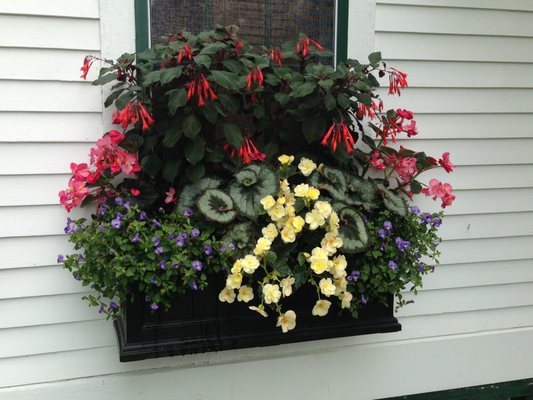 Window planter box with gorgeous flowers.