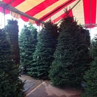 Beautiful 10'- 12' trees available