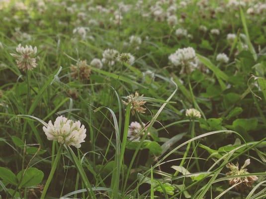 Fields of clover on Memorial Day