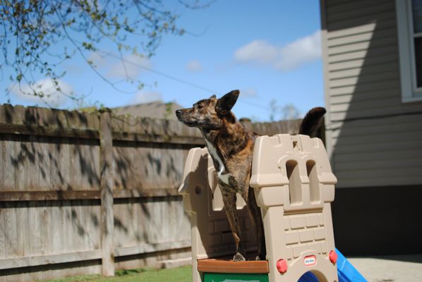 Out door play yard