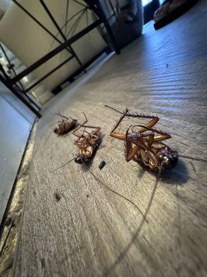 Cockroach infestation at a Menifee Valley office. Call Us today if you're having a roach problem.