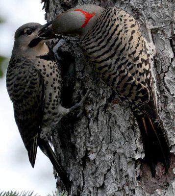 Adult Flicker feeds Fledgling.