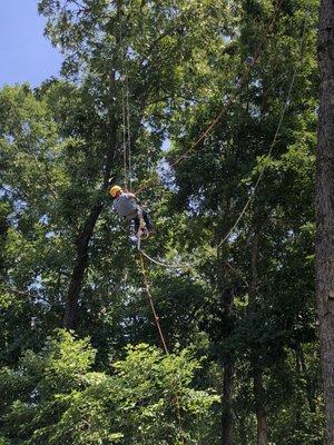 B and M Tree Service