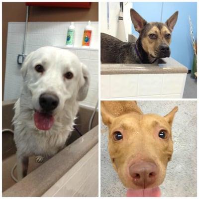 a few friend getting a bath at the Wag Bathhouse