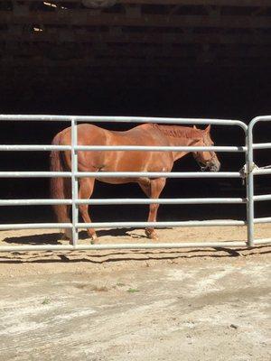 Brushy Hill Farm