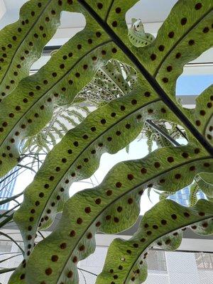 Beautiful plants in the lobby. This one is too cool to pass. It has fuzzy spots.