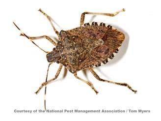 Brown Marmorated Stink Bug