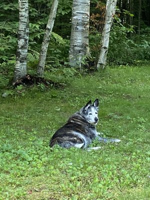 11th hour rescue doggo