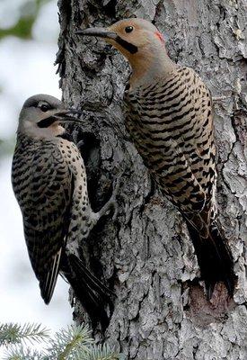 Northern Flicker and Fledgling.