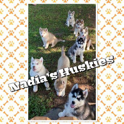 Nadia's Huskies