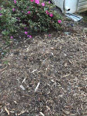 After photo showing azaleas and termite station they worked around.