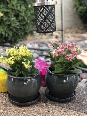 Beautiful succulents and planters