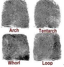 Four main fingerprint types